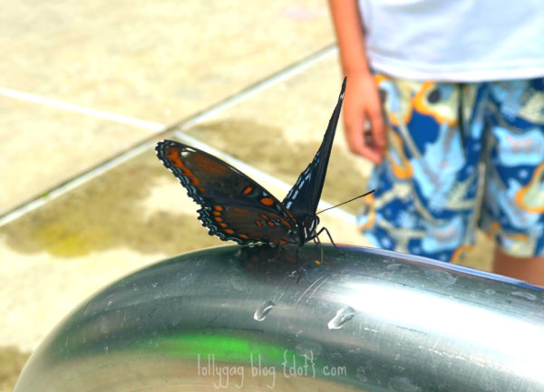 butterfly lollygag blog